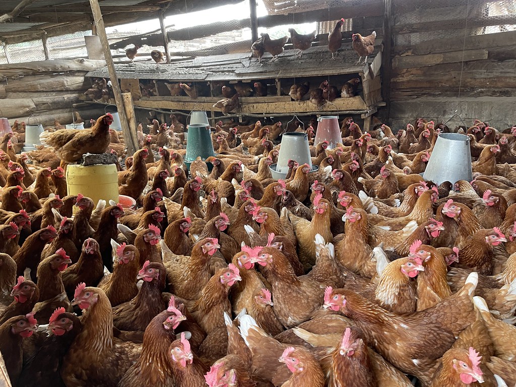 Poultry