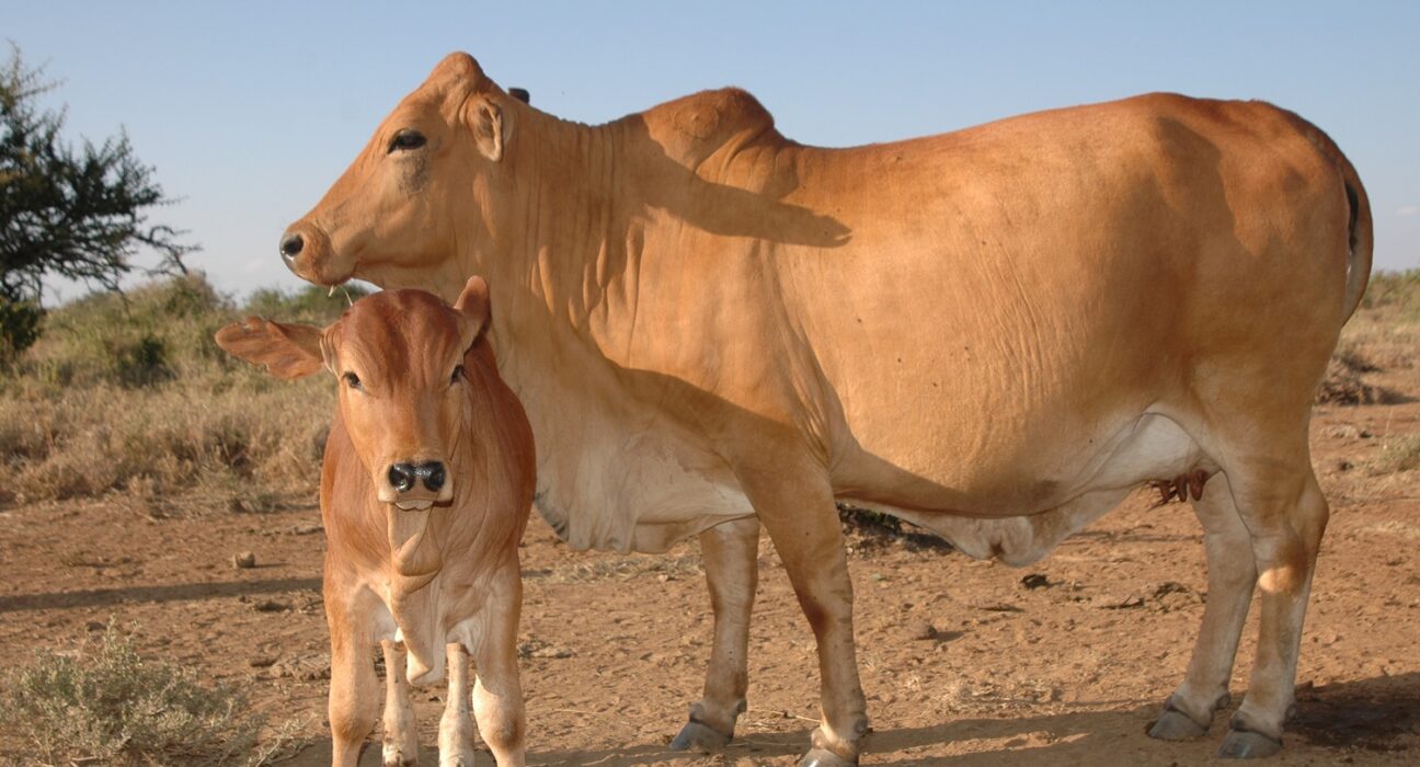 beef farm kenya