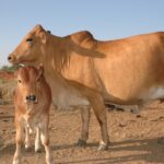 Dairy Farming in Kenya: Everything you Need to Know