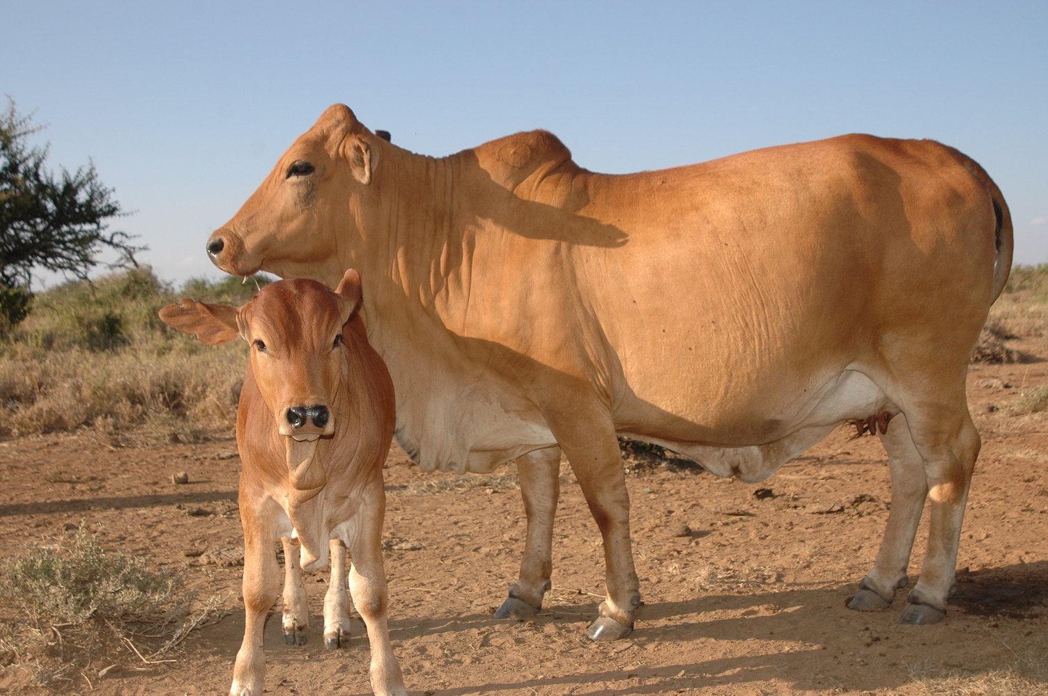 beef farm kenya