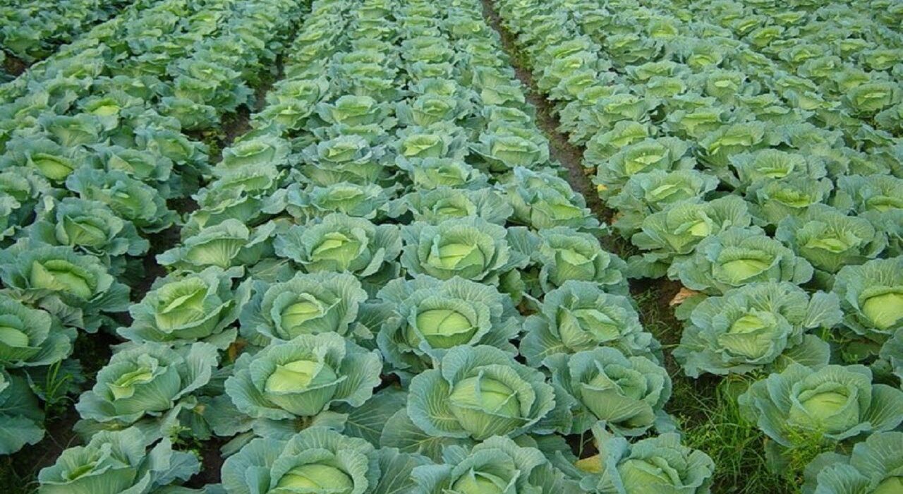 cabbage farm