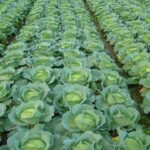 The Ultimate Guide to Kiwi Farming in Kenya: Tips, Benefits, and Market Opportunities