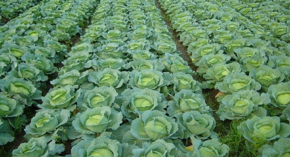 cabbage farm
