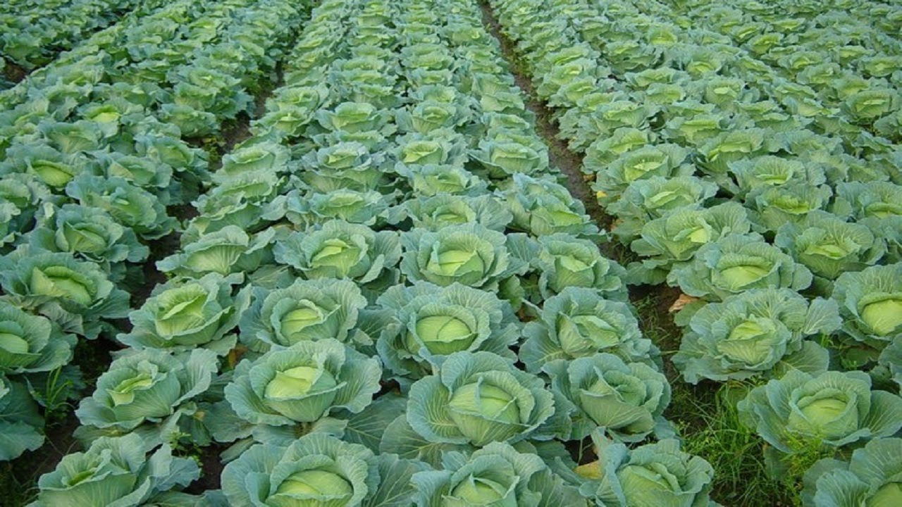 cabbage farm