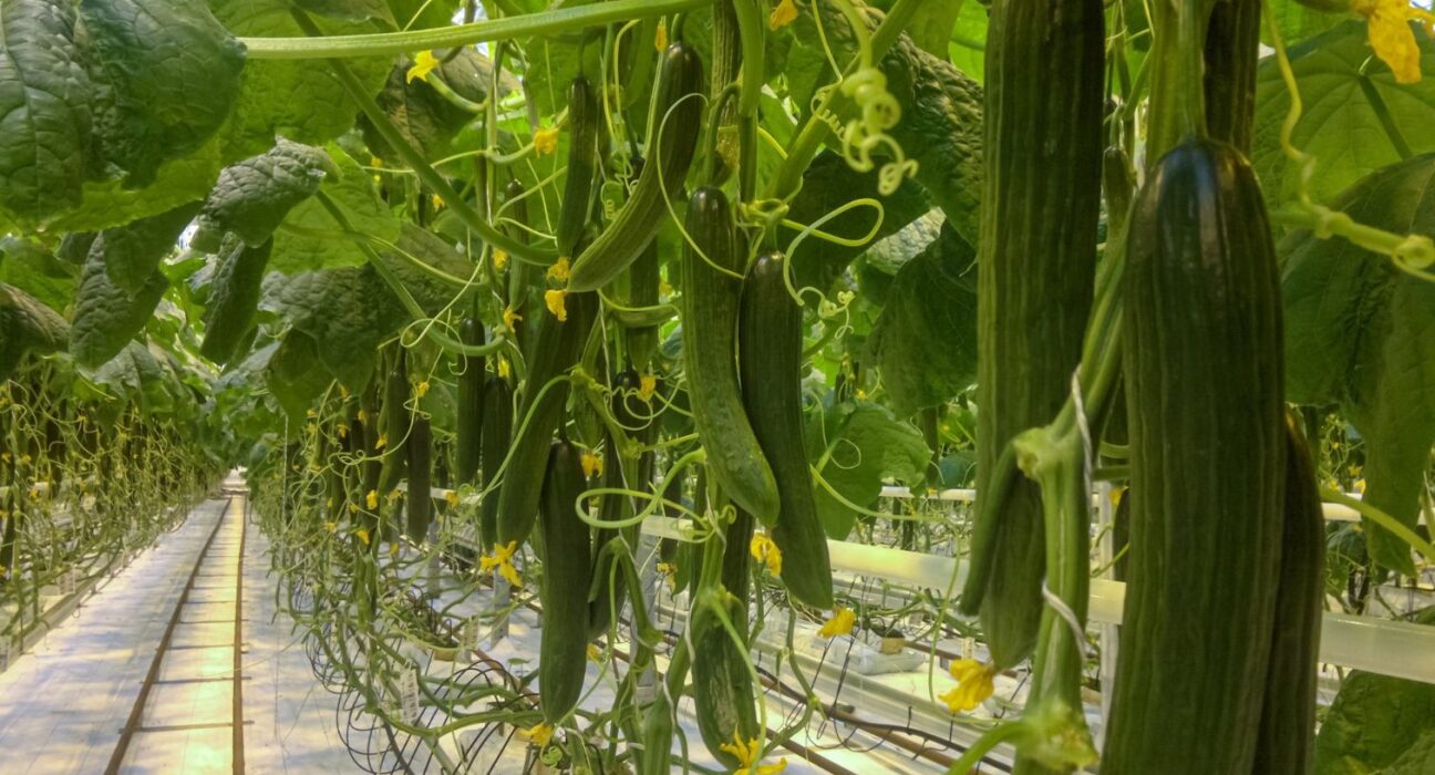 cucumber farm