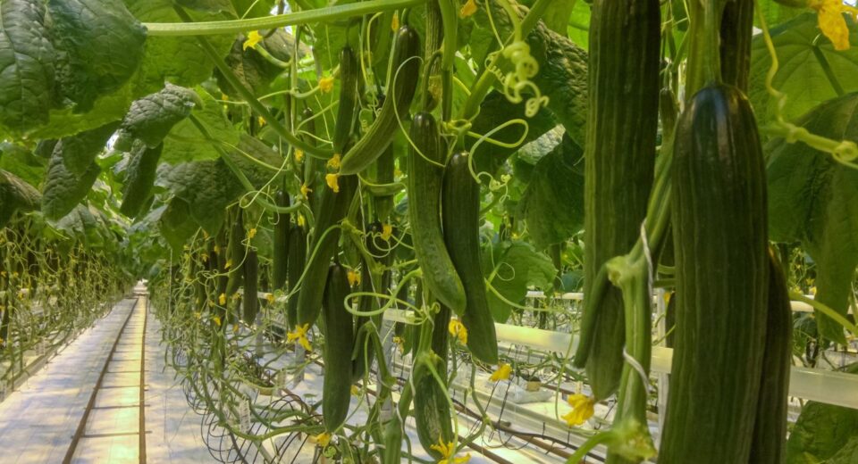 cucumber farm