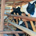Turkey Farming in Kenya: Everything You Need to Know