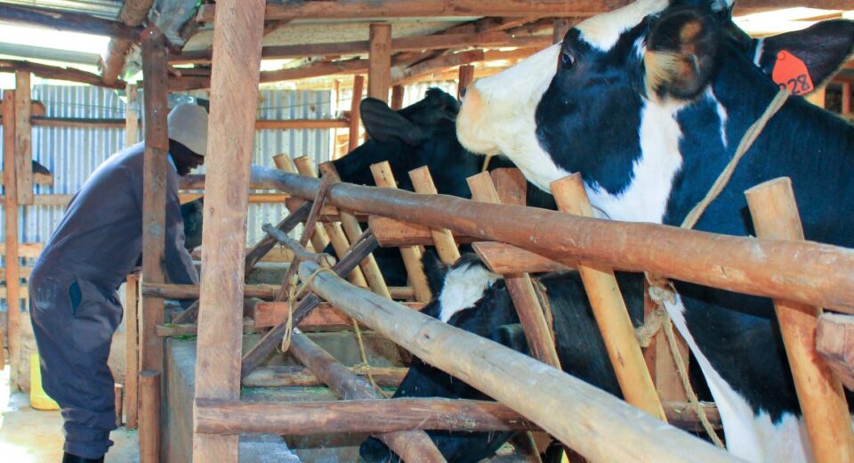 dairy kenya