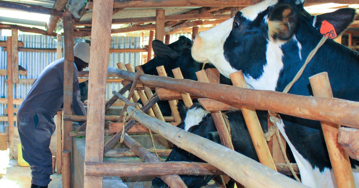 dairy kenya