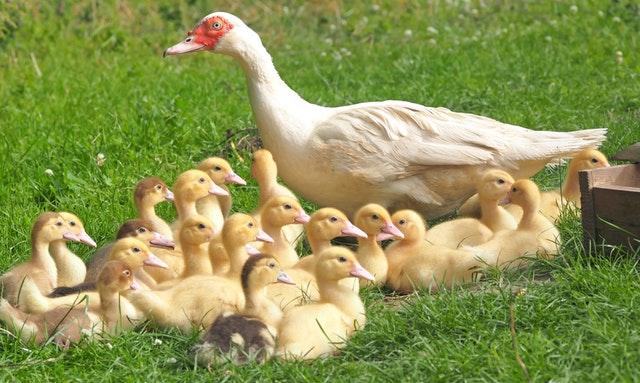 Duck Farming in Kenya: Everything You Need to Know