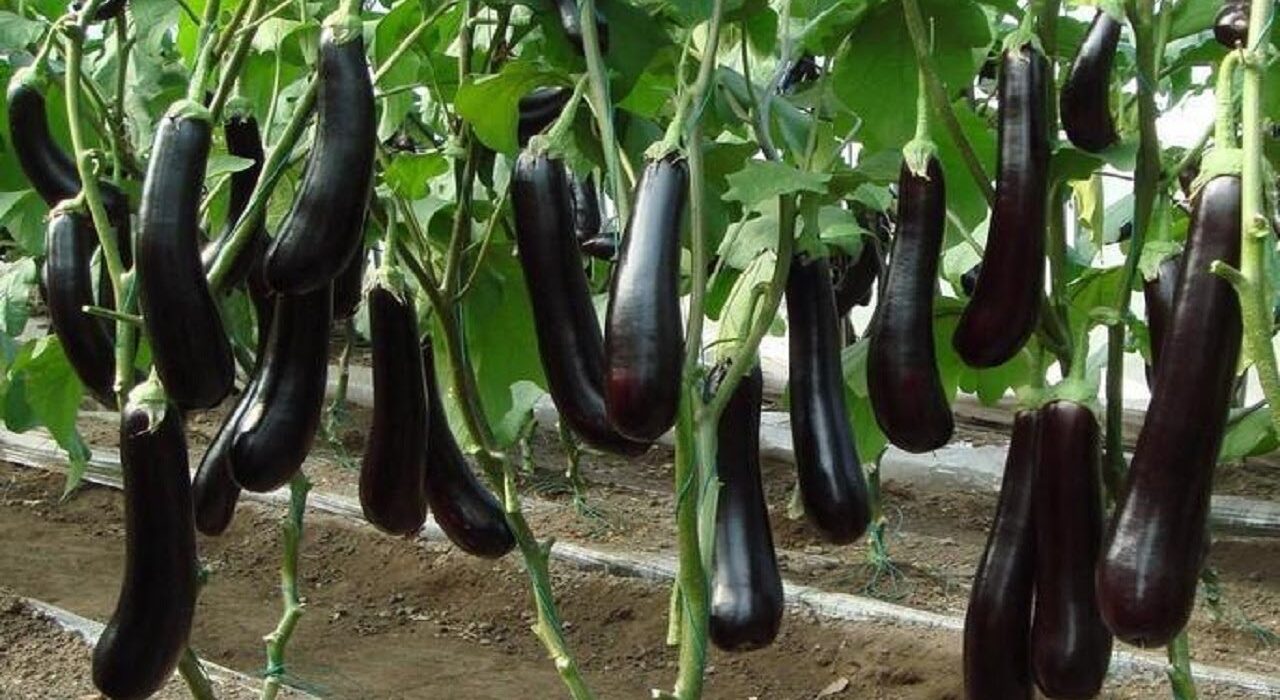 eggplant farm