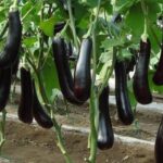 Grapes Farming in Kenya: Everything You Need to Know
