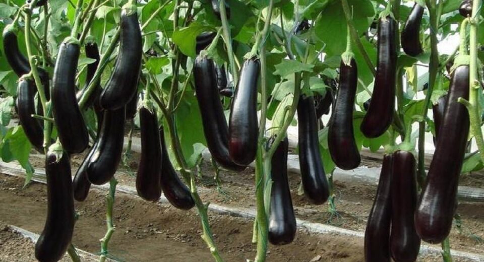 eggplant farm