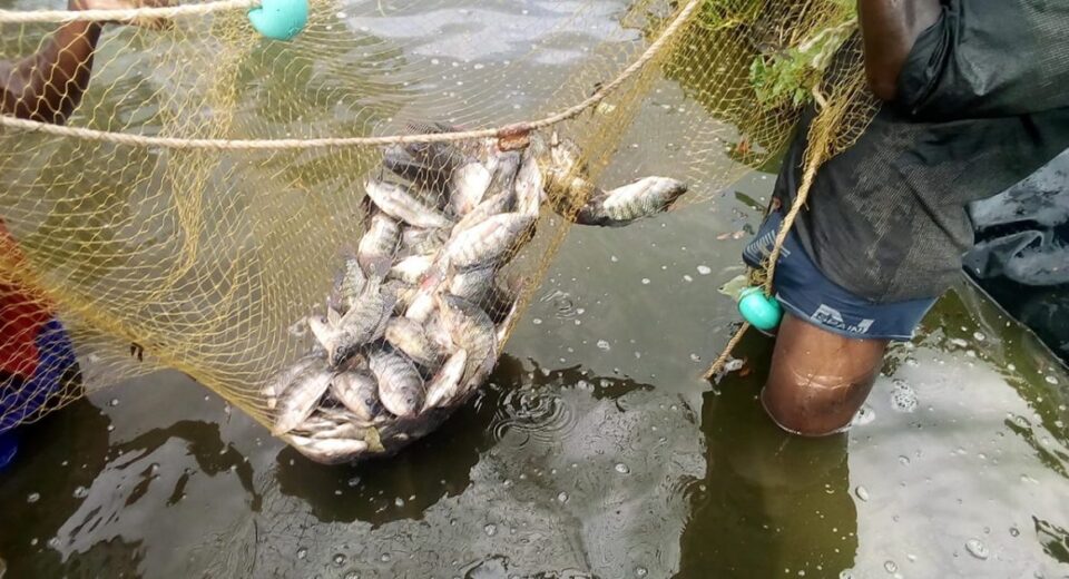 fish farm kenya