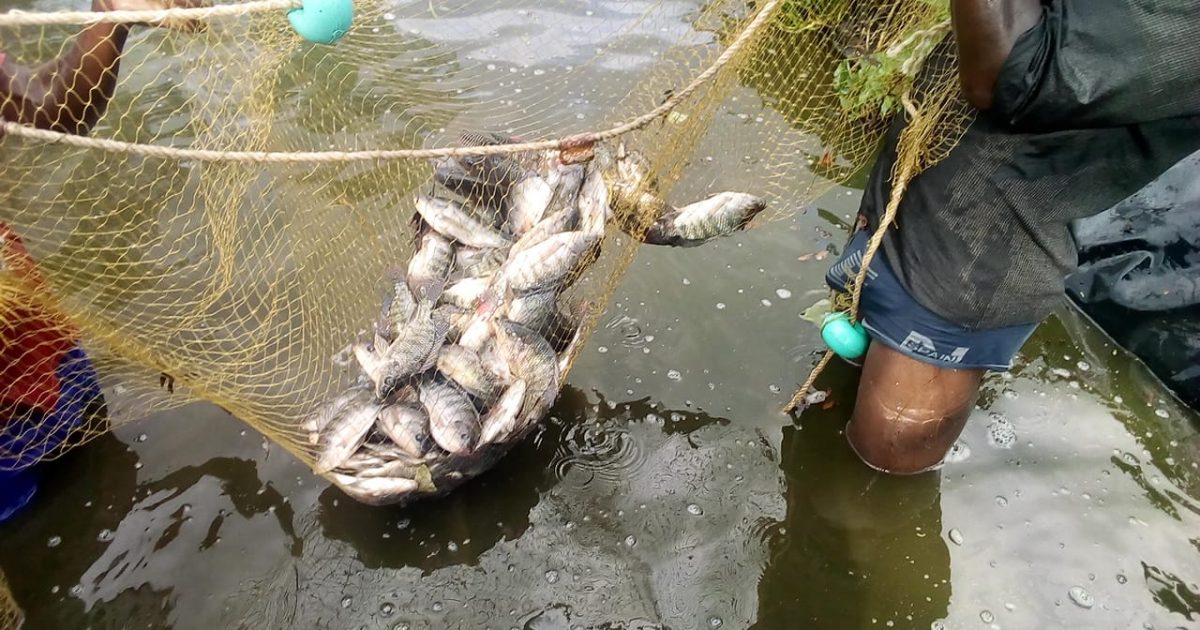 fish farm kenya