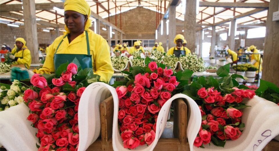 flower farm kenya