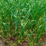Spinach Farming in Kenya: Everything You Need to Know