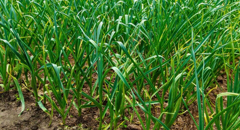 garlic farm