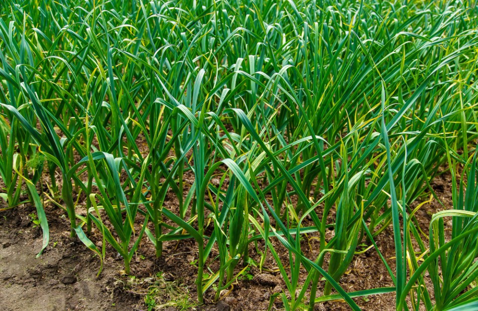 garlic farm