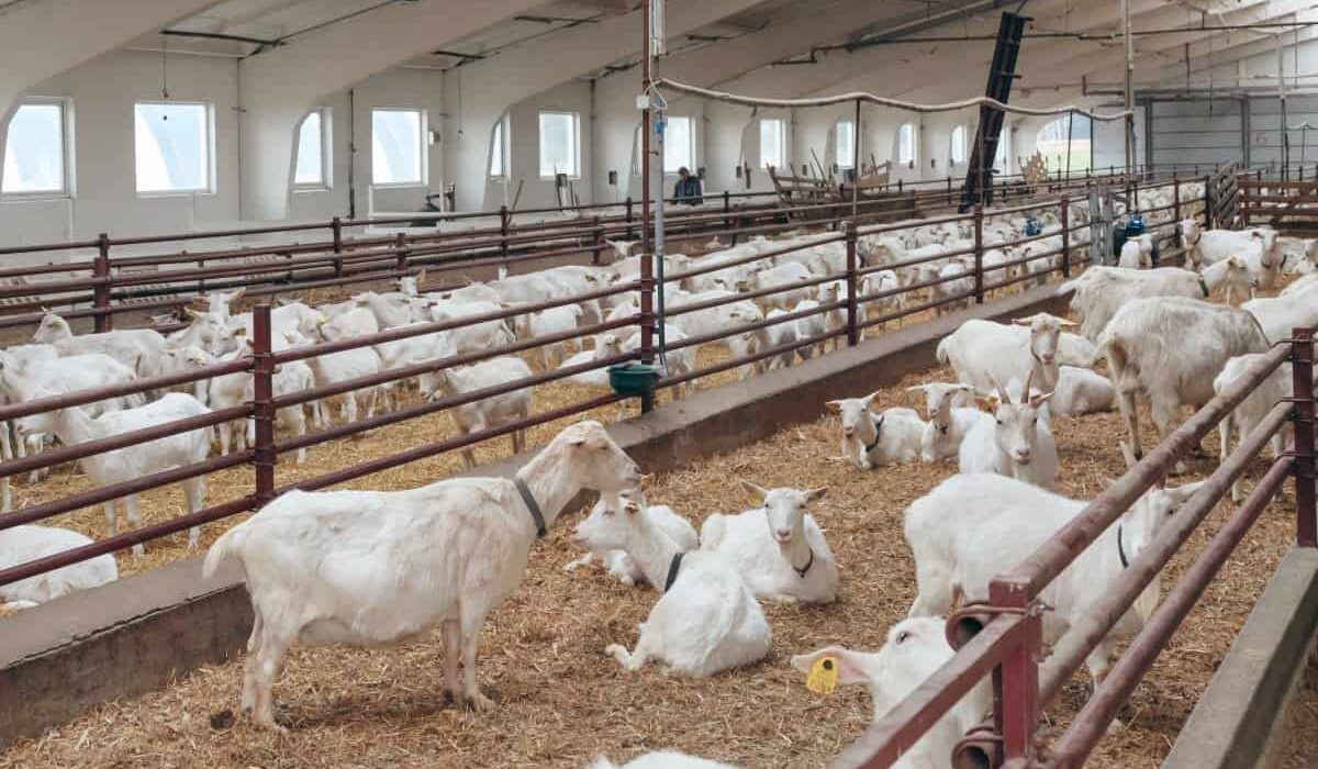 goat farming kenya