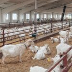 Rabbit Farming in Kenya: Everything You Need to Know