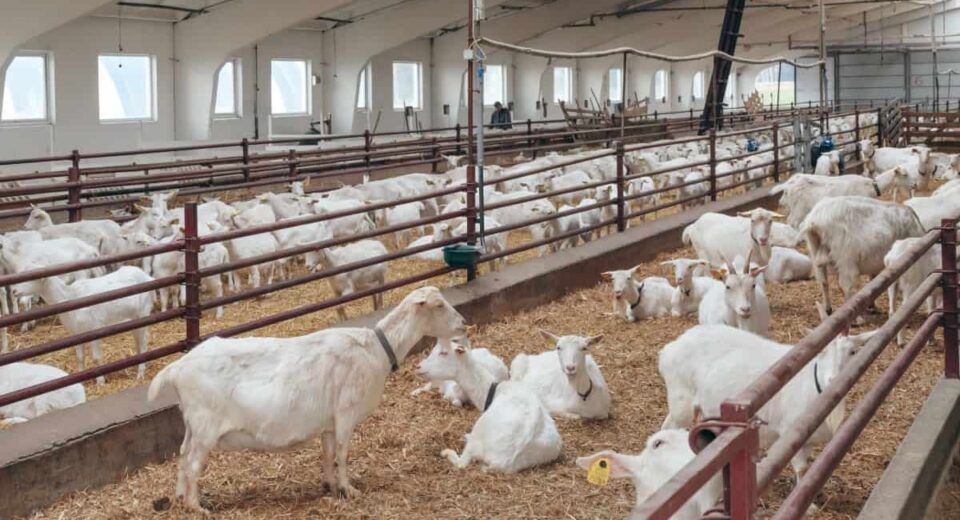 goat farming kenya