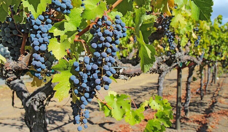 grapes farm