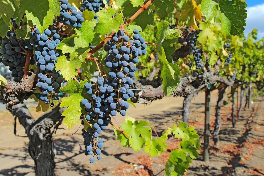 grapes farm