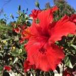 Full List of the Most Profitable Fruits to Grow in Kenya