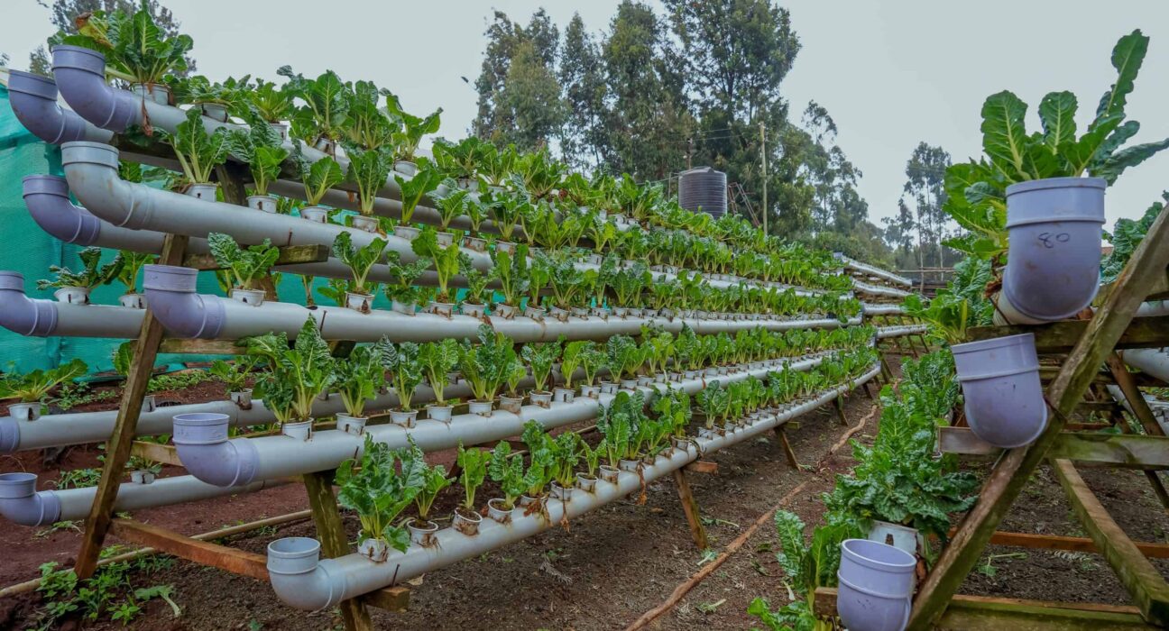 hydroponic farming kenya