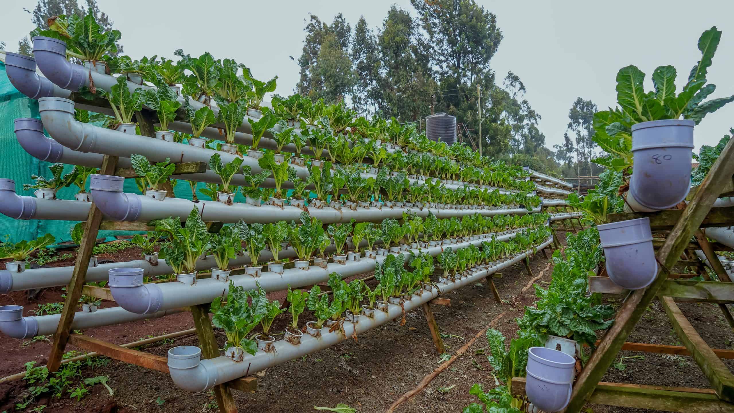 hydroponic farming kenya
