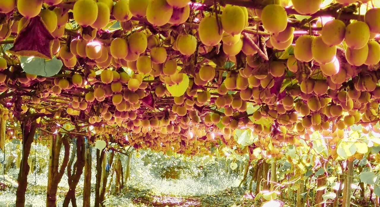 kiwi fruit farm
