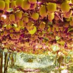 The Ultimate Guide to Lemon Farming in Kenya: All You Need to Know