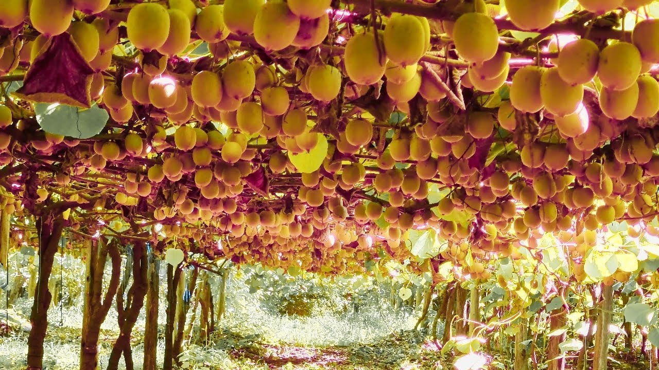 kiwi fruit farm
