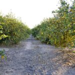 Step-by-Step Guide to Successful Asparagus Farming in Kenya