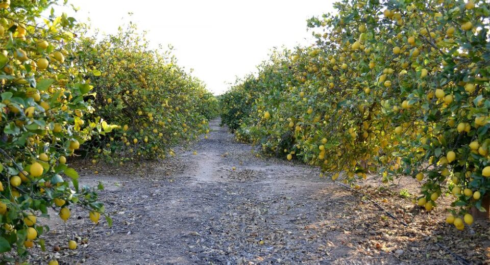 lemon farm