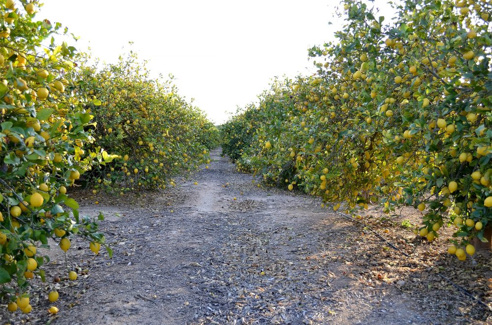 lemon farm