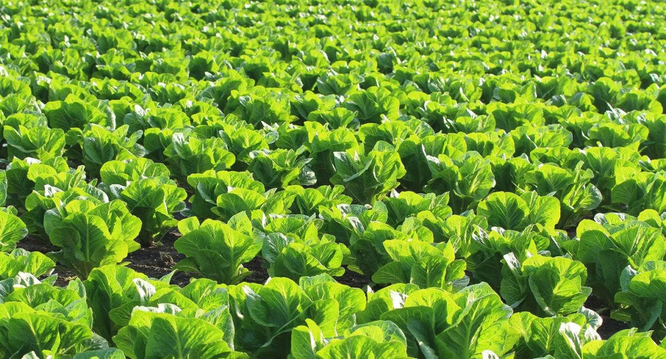 lettuce farm