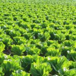 Spinach Farming in Kenya: Everything You Need to Know