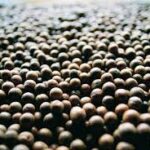 Full List of Macadamia Exporters in Kenya