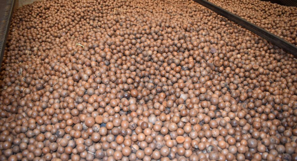 macadamia export kenya