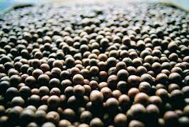 macadamia