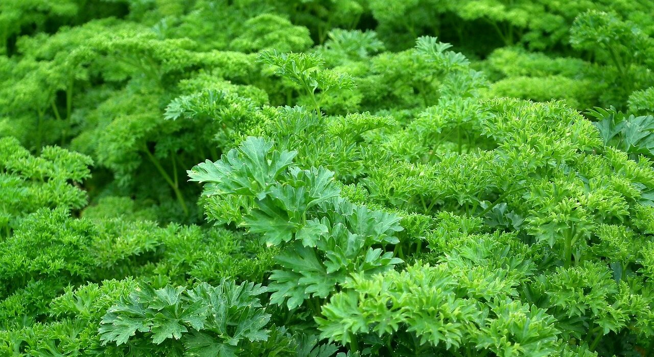 parsley farm