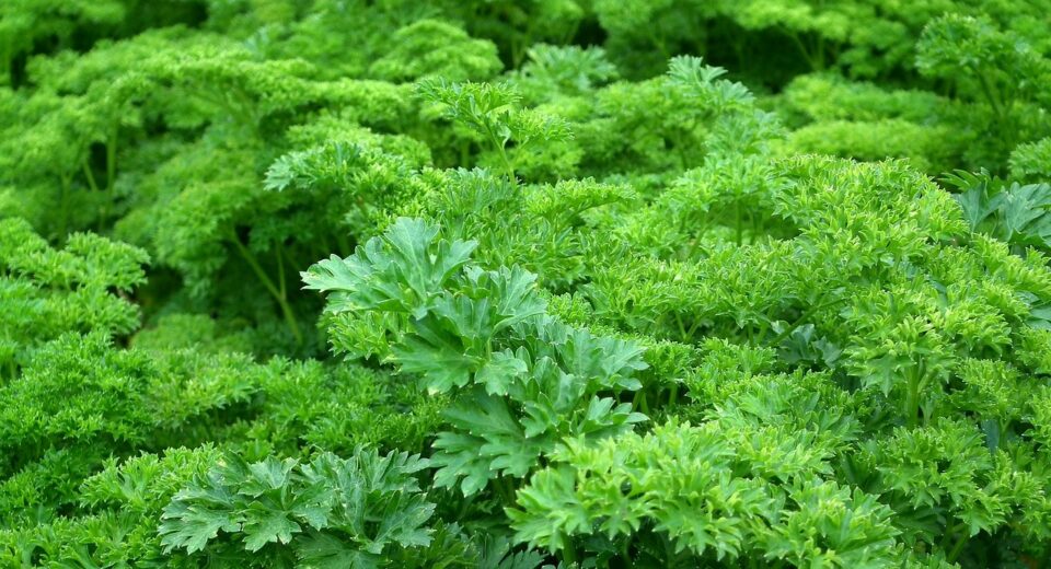 parsley farm