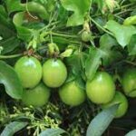 Tomato Farming in Kenya: Everything You Need to Know