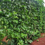 Full List of the Best Private Primary Schools in Kitengela