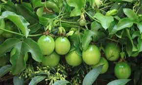 passion fruit farm