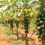 Kisiwa Technical Training Institute’s Courses and Fees: Everything You Need to Know