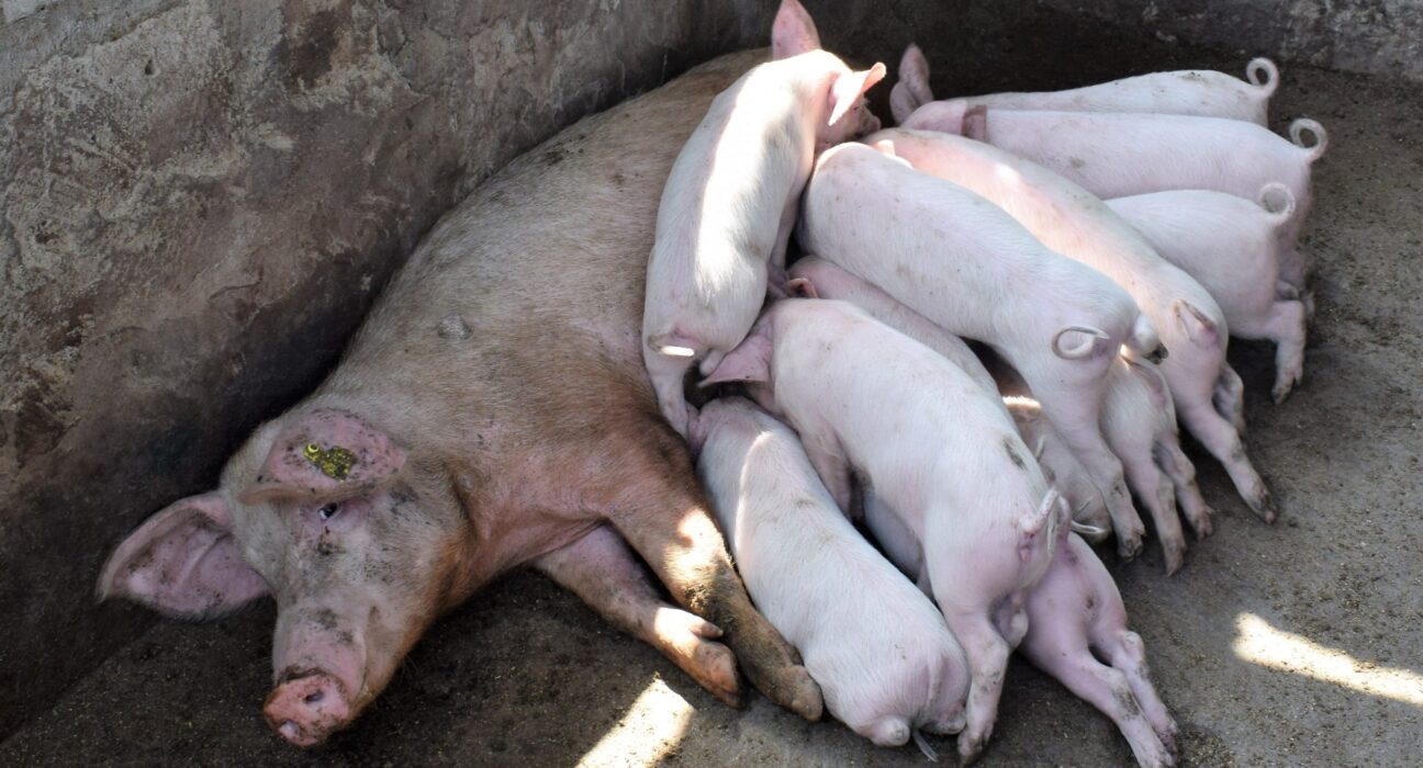 pig farming kenya
