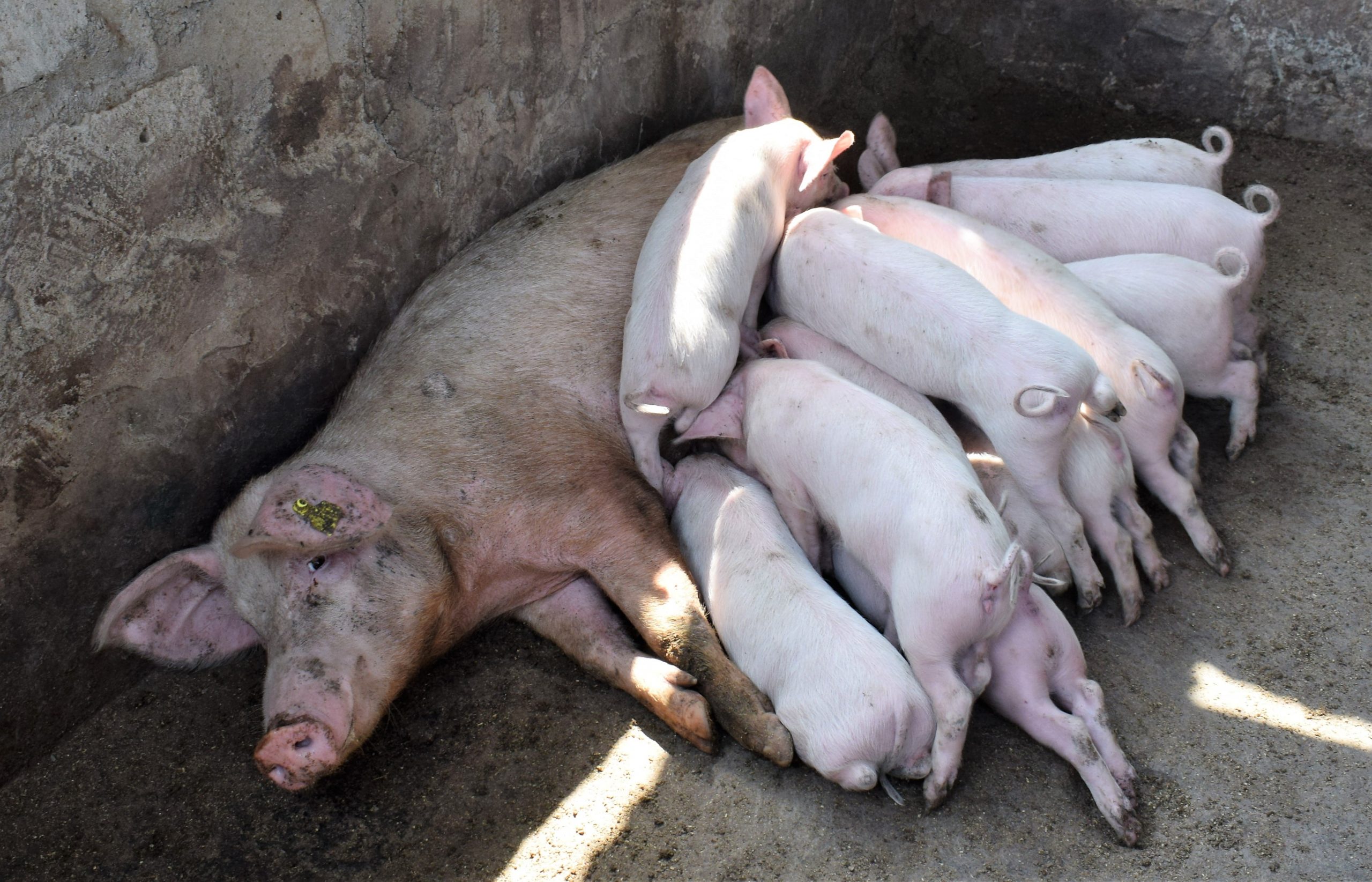pig farming kenya
